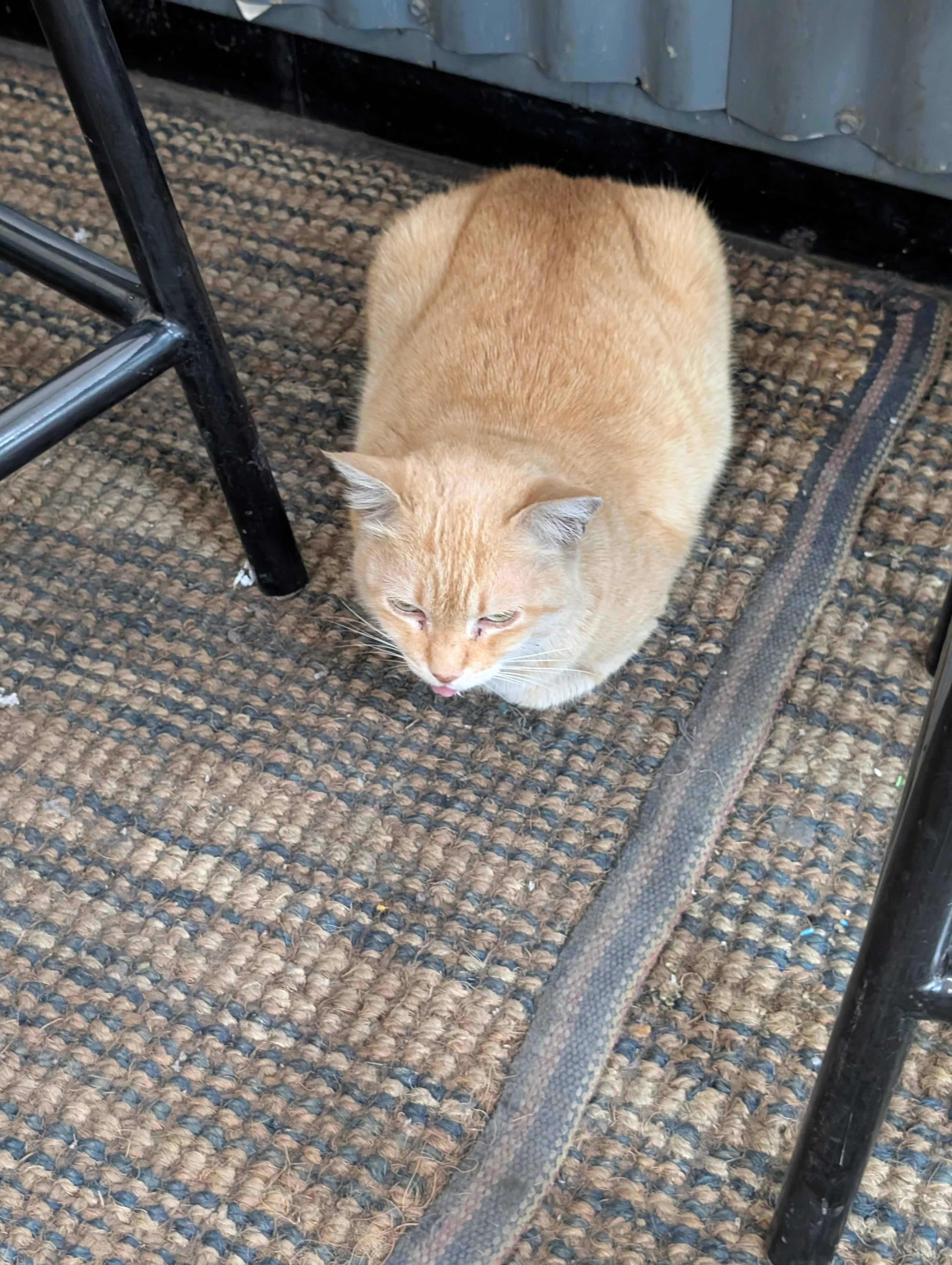 A ginger cat loafing in the middle of two bar stools.